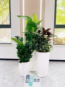 宁波写字楼办公室公共区域走道绿植租摆高中低搭配
