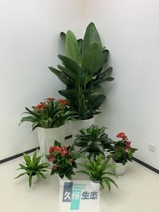 宁波办公室花卉绿植租摆简约组合